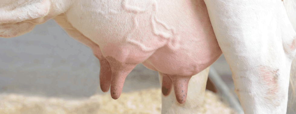 Coccidiosis - Adifeed