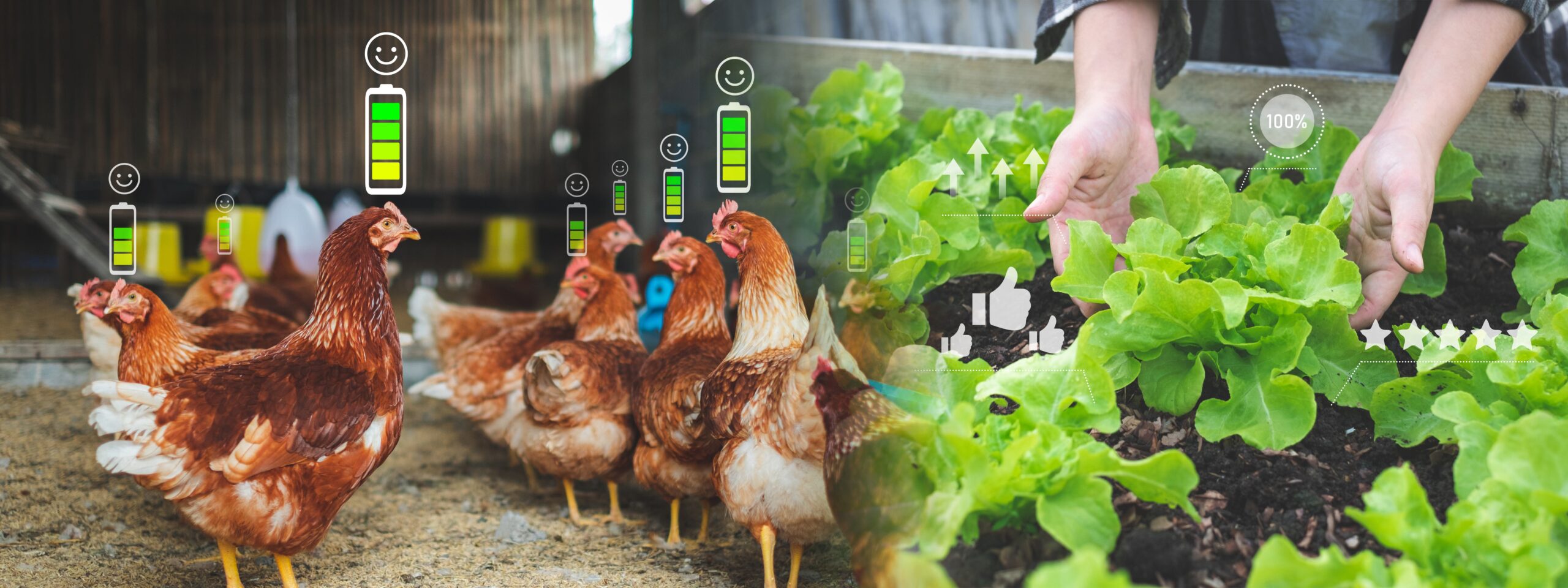Phytoncides in Broiler Chicken Farming
